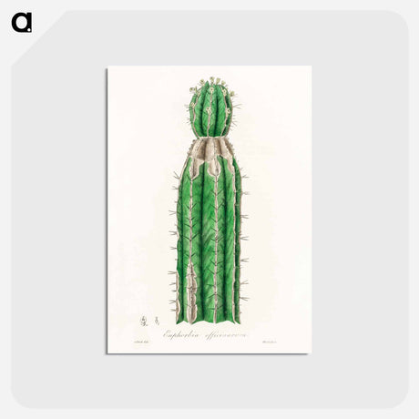 アートポストカード-Euphorbia officinarum, from Medical Botany
 - 薬用植物学 Postcard.