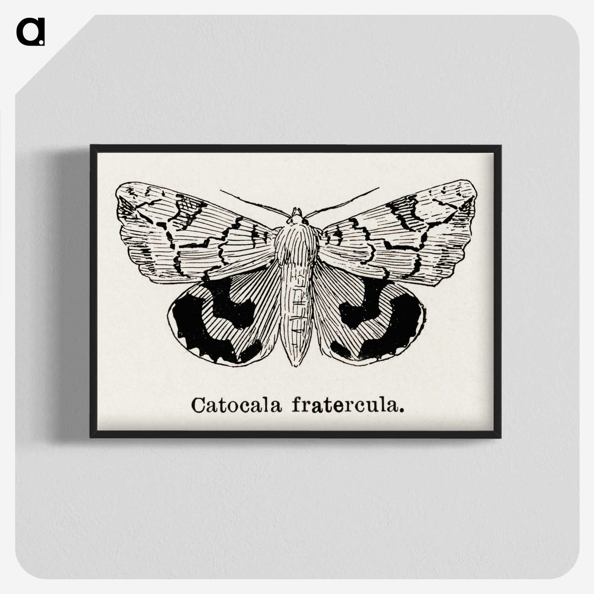 1-24_Moths-and-Butterflies-of-the-United-States_blk-crop