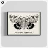 1-24_Moths-and-Butterflies-of-the-United-States_blk-crop