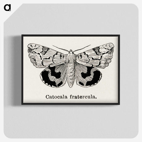 1-24_Moths-and-Butterflies-of-the-United-States_blk-crop