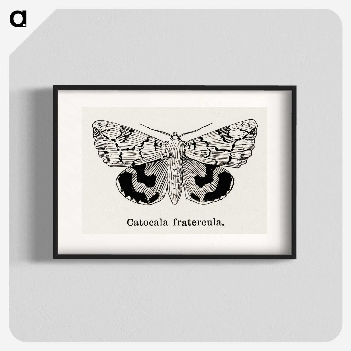 1-24_Moths-and-Butterflies-of-the-United-States_blk