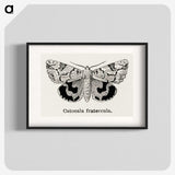 1-24_Moths-and-Butterflies-of-the-United-States_blk