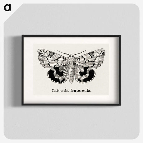 1-24_Moths-and-Butterflies-of-the-United-States_blk