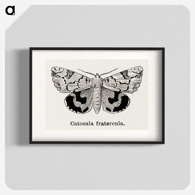 1-24_Moths-and-Butterflies-of-the-United-States_blk