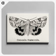 1-24_Moths-and-Butterflies-of-the-United-States_canvas