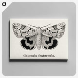 1-24_Moths-and-Butterflies-of-the-United-States_canvas