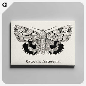 1-24_Moths-and-Butterflies-of-the-United-States_canvas