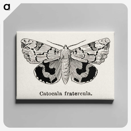 1-24_Moths-and-Butterflies-of-the-United-States_canvas