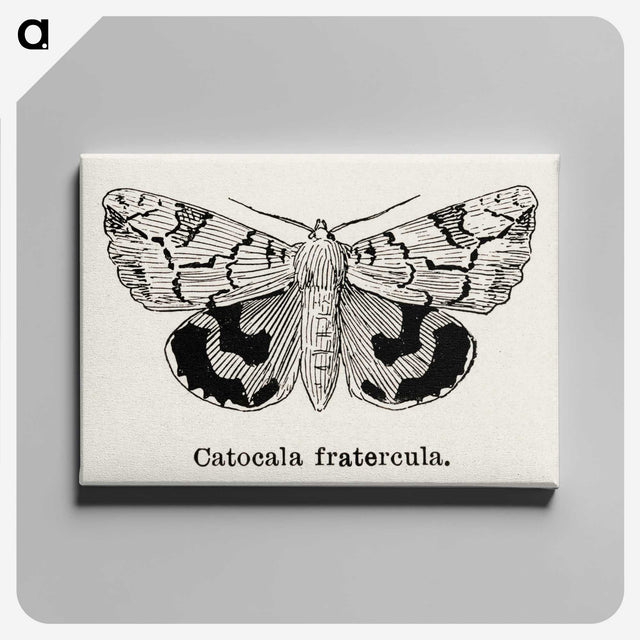 1-24_Moths-and-Butterflies-of-the-United-States_canvas