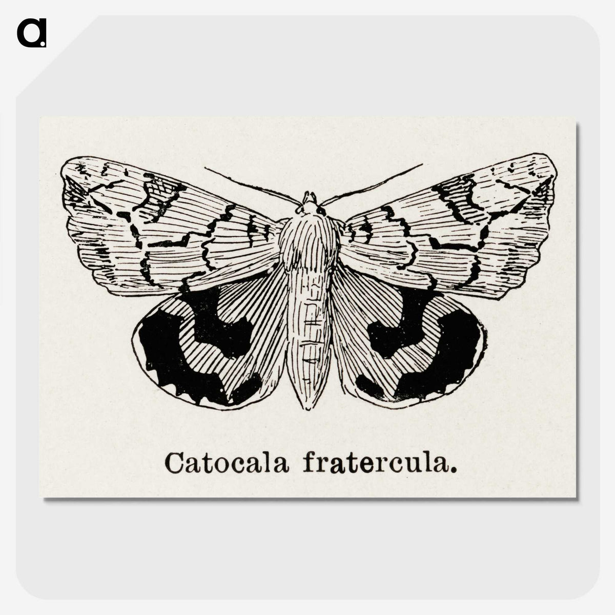 1-24_Moths-and-Butterflies-of-the-United-States_picture-crop