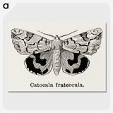 1-24_Moths-and-Butterflies-of-the-United-States_picture-crop