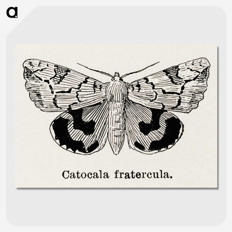 1-24_Moths-and-Butterflies-of-the-United-States_picture-crop