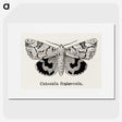 1-24_Moths-and-Butterflies-of-the-United-States_picture