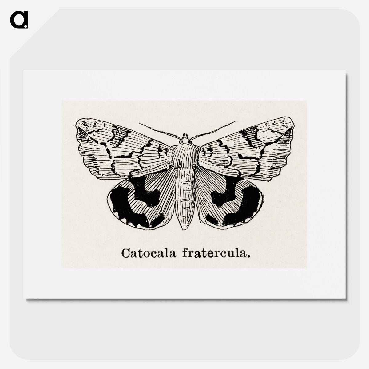 1-24_Moths-and-Butterflies-of-the-United-States_picture
