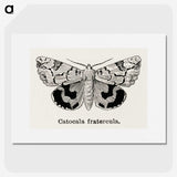 1-24_Moths-and-Butterflies-of-the-United-States_picture