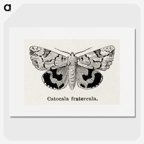 1-24_Moths-and-Butterflies-of-the-United-States_picture