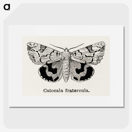 1-24_Moths-and-Butterflies-of-the-United-States_picture