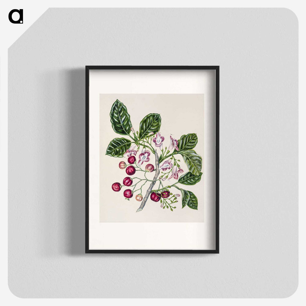 1-24_Native-Flowering-Plants-of-New-Zealand_blk