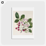 1-24_Native-Flowering-Plants-of-New-Zealand_hagaki
