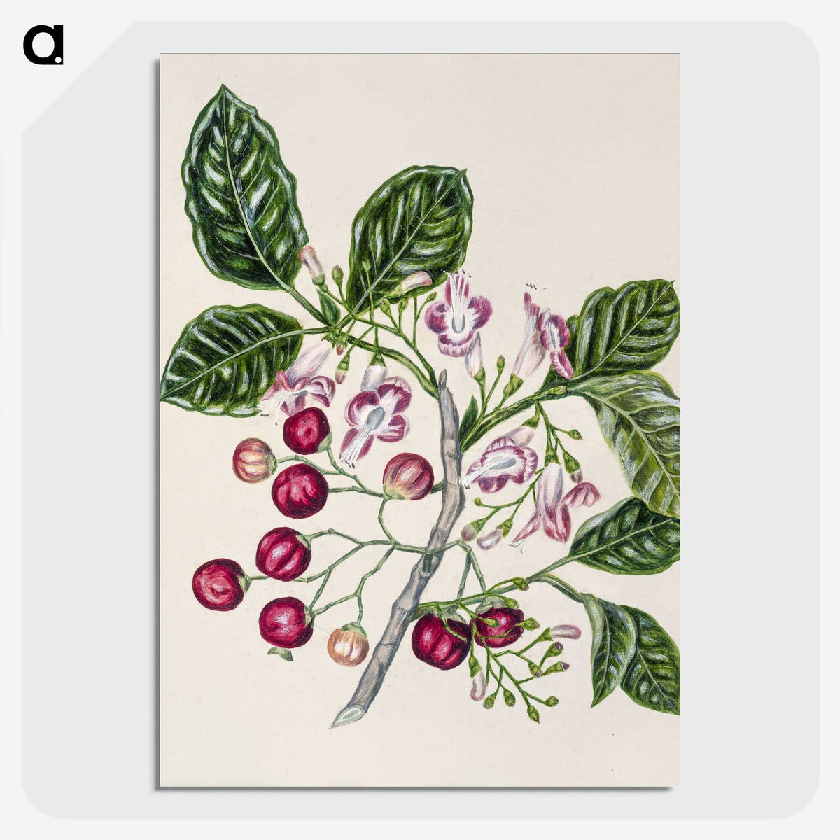 1-24_Native-Flowering-Plants-of-New-Zealand_picture-crop