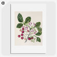 1-24_Native-Flowering-Plants-of-New-Zealand_picture