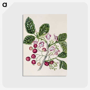 1-24_Native-Flowering-Plants-of-New-Zealand_postcard