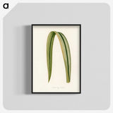 1-24_New-and-Rare-Beautiful-Leaved-Plants_blk-crop
