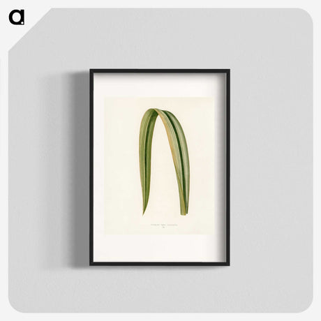 1-24_New-and-Rare-Beautiful-Leaved-Plants_blk