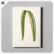 1-24_New-and-Rare-Beautiful-Leaved-Plants_canvas