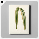 1-24_New-and-Rare-Beautiful-Leaved-Plants_canvas