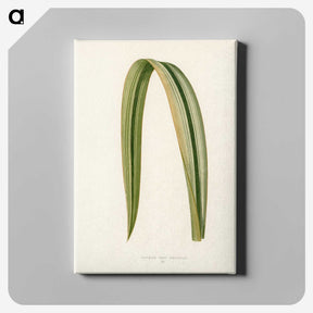 1-24_New-and-Rare-Beautiful-Leaved-Plants_canvas