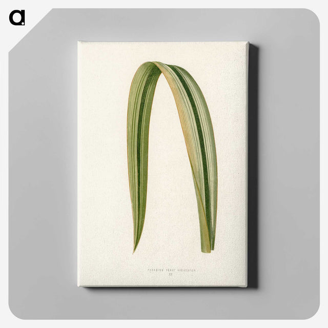 1-24_New-and-Rare-Beautiful-Leaved-Plants_canvas