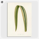 1-24_New-and-Rare-Beautiful-Leaved-Plants_picture-crop