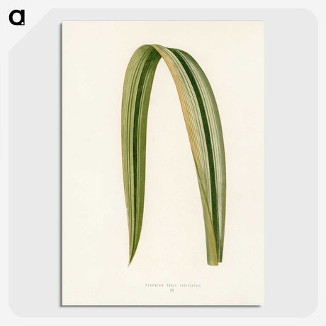 1-24_New-and-Rare-Beautiful-Leaved-Plants_picture-crop