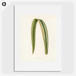 1-24_New-and-Rare-Beautiful-Leaved-Plants_picture