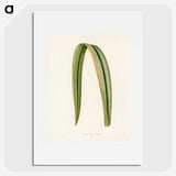 1-24_New-and-Rare-Beautiful-Leaved-Plants_picture