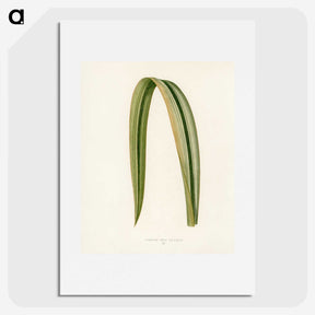 1-24_New-and-Rare-Beautiful-Leaved-Plants_picture