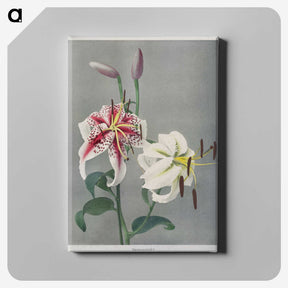 1-24_Ogawa-Kazumasa_canvas