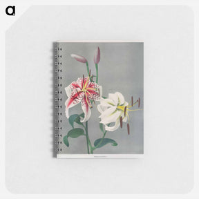 アートメモ帳-Lily - 小川 一正 Memo.