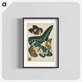 アートポスター-Vintage Butterflies
 - パピヨン Poster.