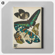 アートパネル-Vintage Butterflies
 - パピヨン Canvas.