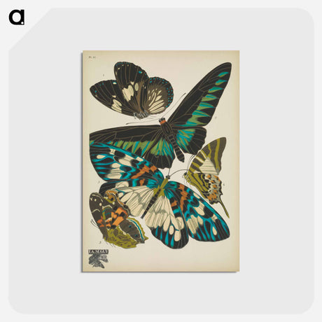 アートポストカード-Vintage Butterflies
 - パピヨン Postcard.
