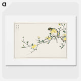 アートポスター-Japanese Bunting and Plum Tree
 - 鳥類図鑑 Poster.