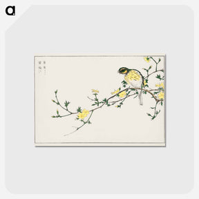 アートポストカード-Japanese Bunting and Plum Tree
 - 鳥類図鑑 Postcard.