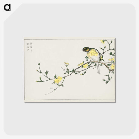 1-24_Pictorial-Monograph-of-Birds_postcard