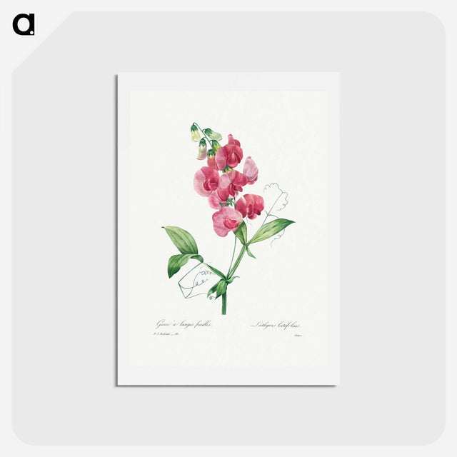 アートポストカード-Everlasting Pea - ピエール ジョゼフ ルドゥーテ Postcard.