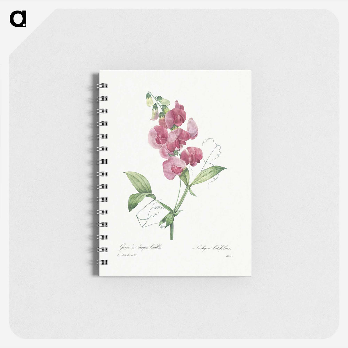 1-24_Pierre-Joseph-Redoute_memo