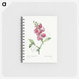 1-24_Pierre-Joseph-Redoute_memo
