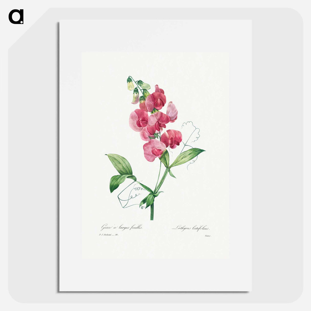 Everlasting Pea - Pierre Joseph Redouté Poster.
