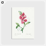 アートポストカード-Everlasting Pea - ピエール ジョゼフ ルドゥーテ Postcard.